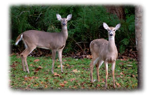 Two deers